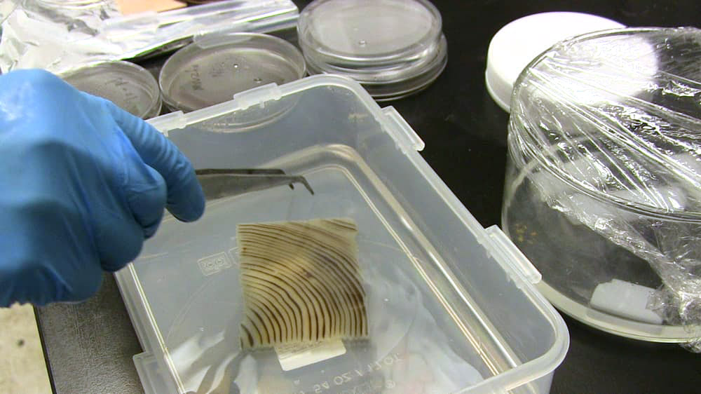 Створення унікального матеріалу - прозорого дерева №3