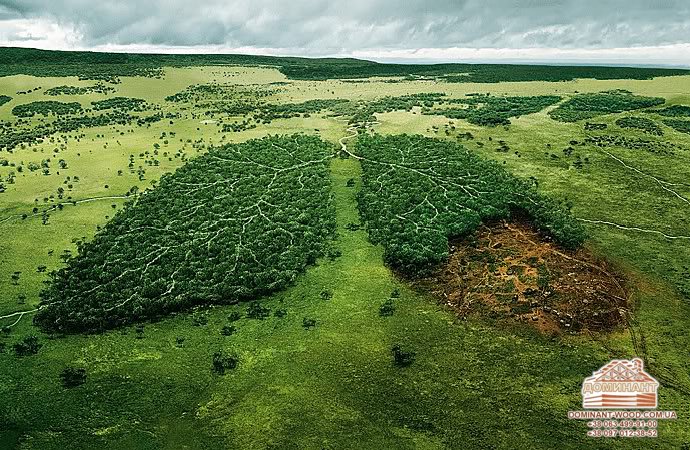 Як в різних країнах рятують ліс №4