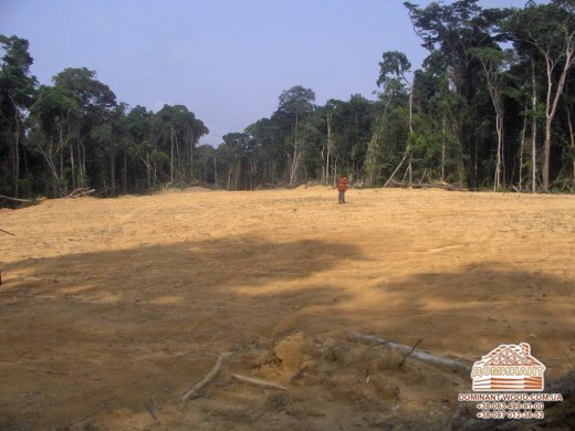 Як в різних країнах рятують ліс №5