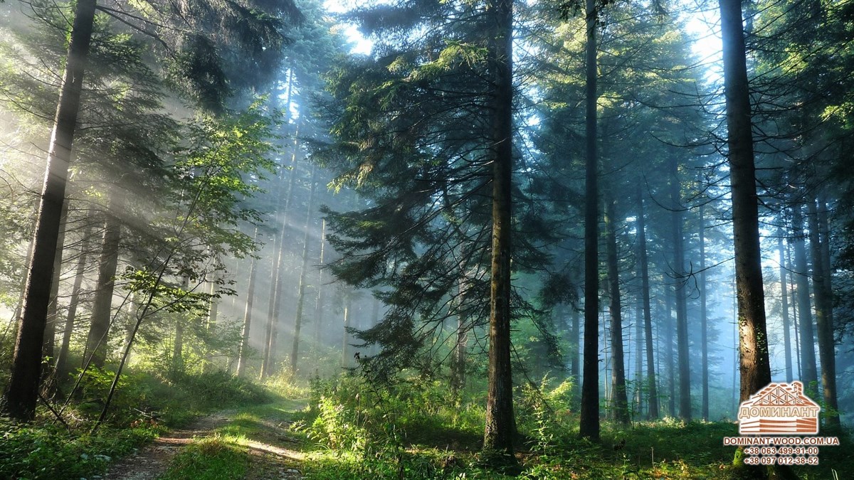 Як в різних країнах рятують ліс №1