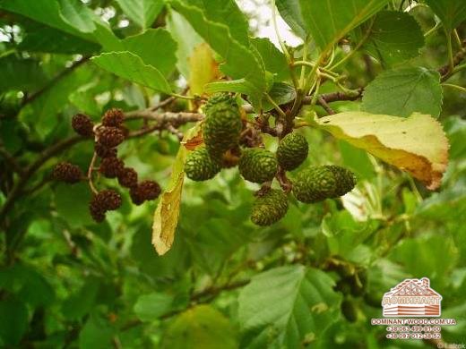 Свойства древесины: чем полезны разные породы дерева? №7