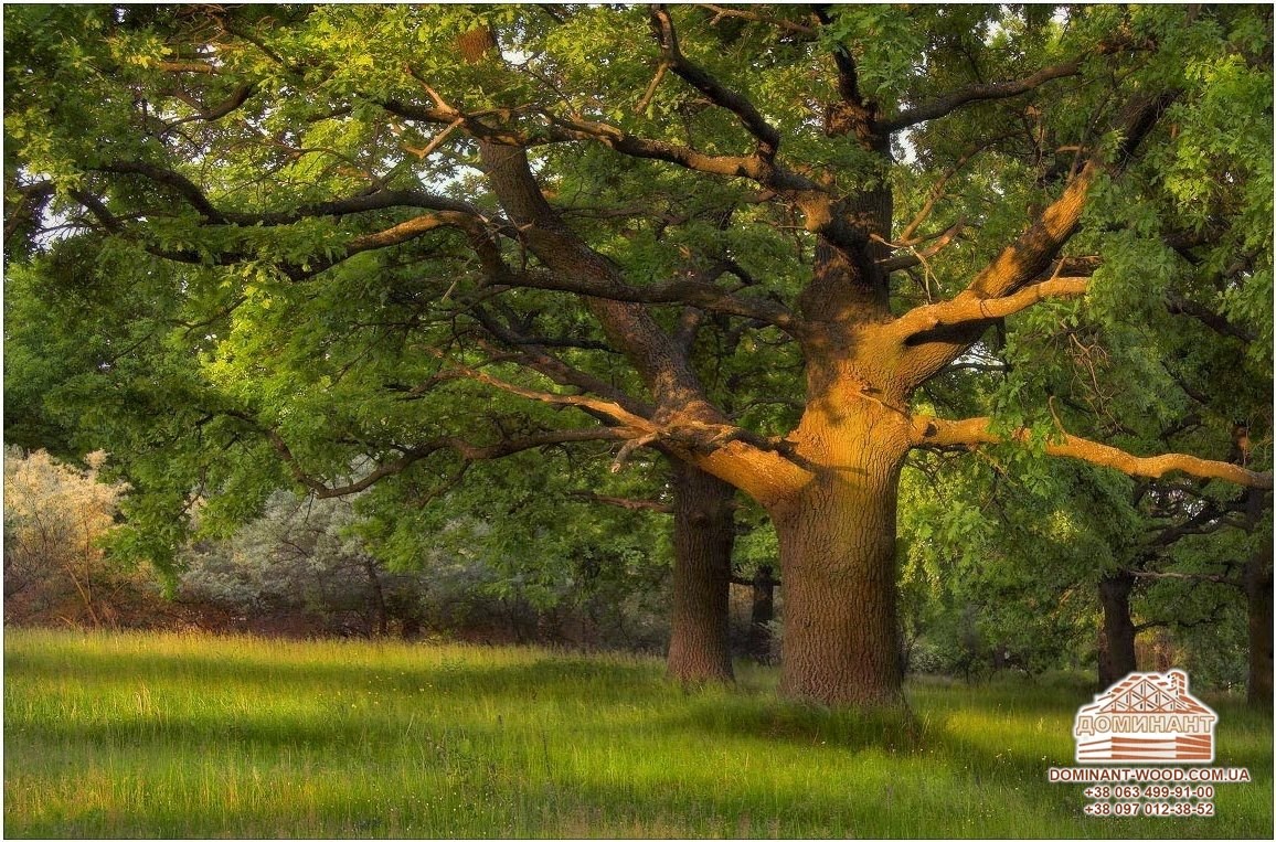 Властивості деревини: чим корисні різні породи дерева? №9