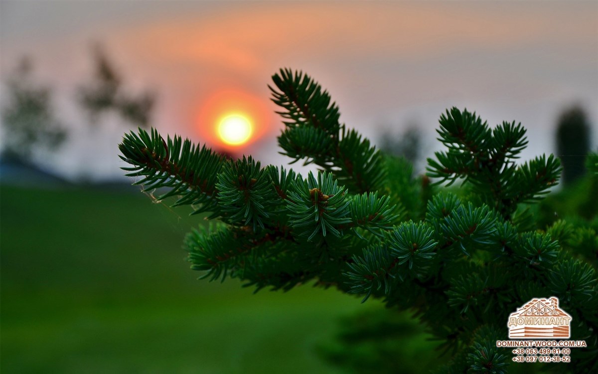 Властивості деревини: чим корисні різні породи дерева? №3