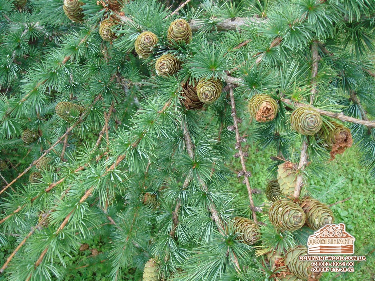 Властивості деревини: чим корисні різні породи дерева? №8