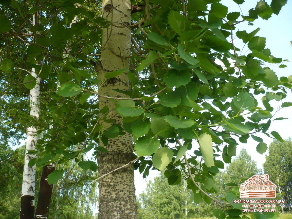 Властивості деревини: чим корисні різні породи дерева? №6