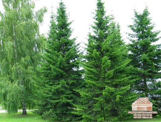 Властивості деревини: чим корисні різні породи дерева? №5