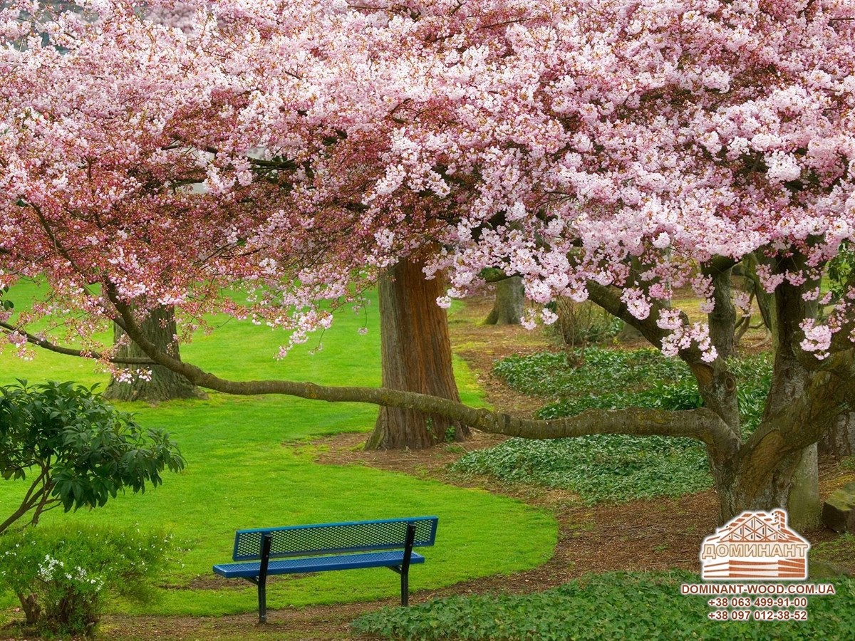 Властивості деревини: чим корисні різні породи дерева? №10