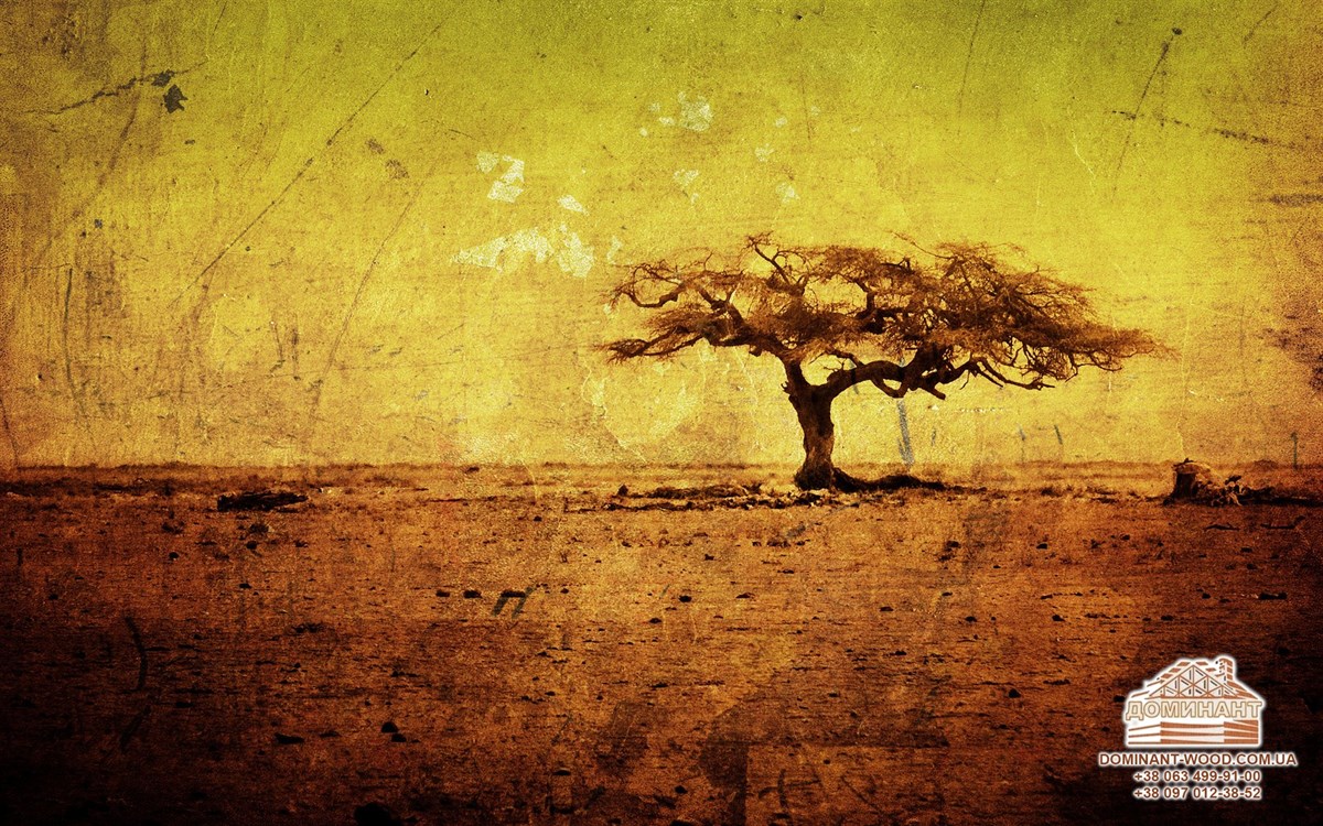 Властивості деревини: чим корисні різні породи дерева? №1