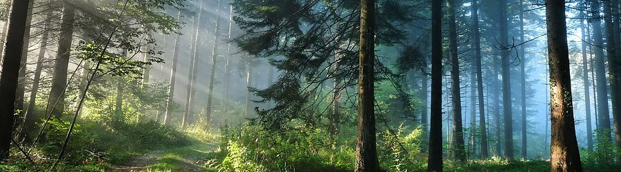 Як в різних країнах рятують ліс